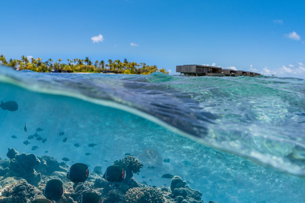 patina-maldives-house-reef-1